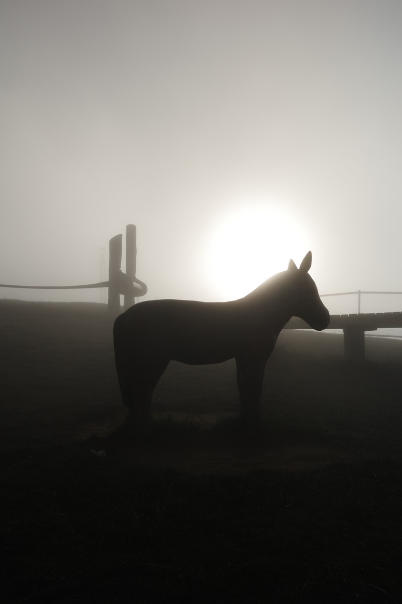 In the Mist