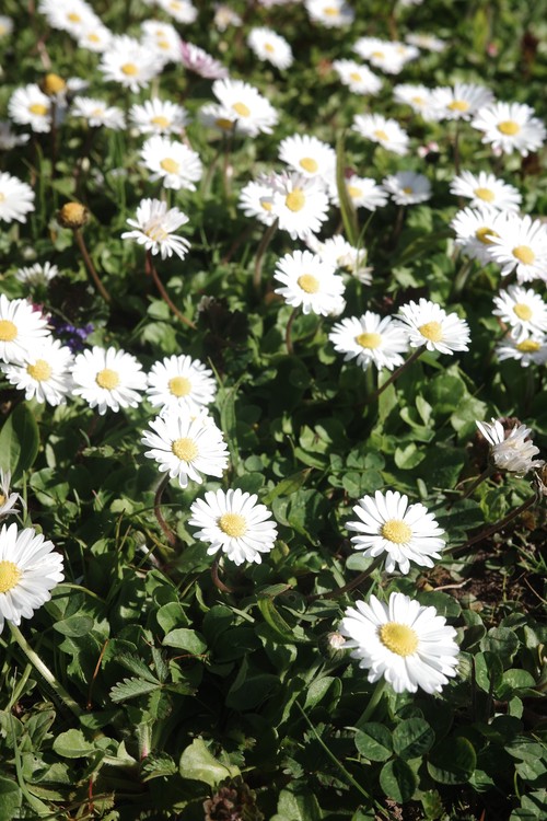 Daisies