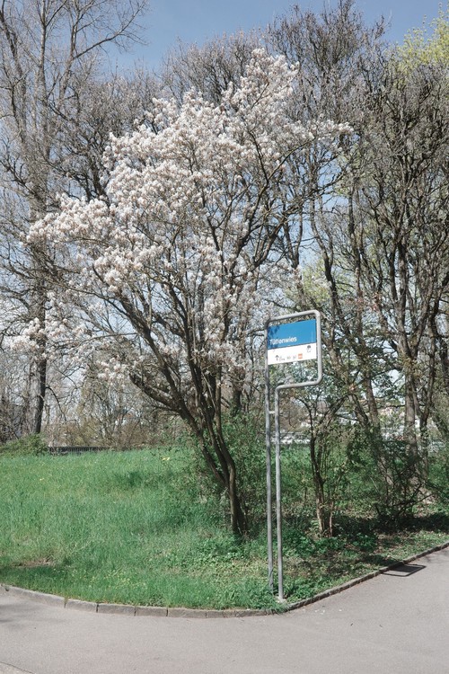 Flowers at Tüffenweis 2